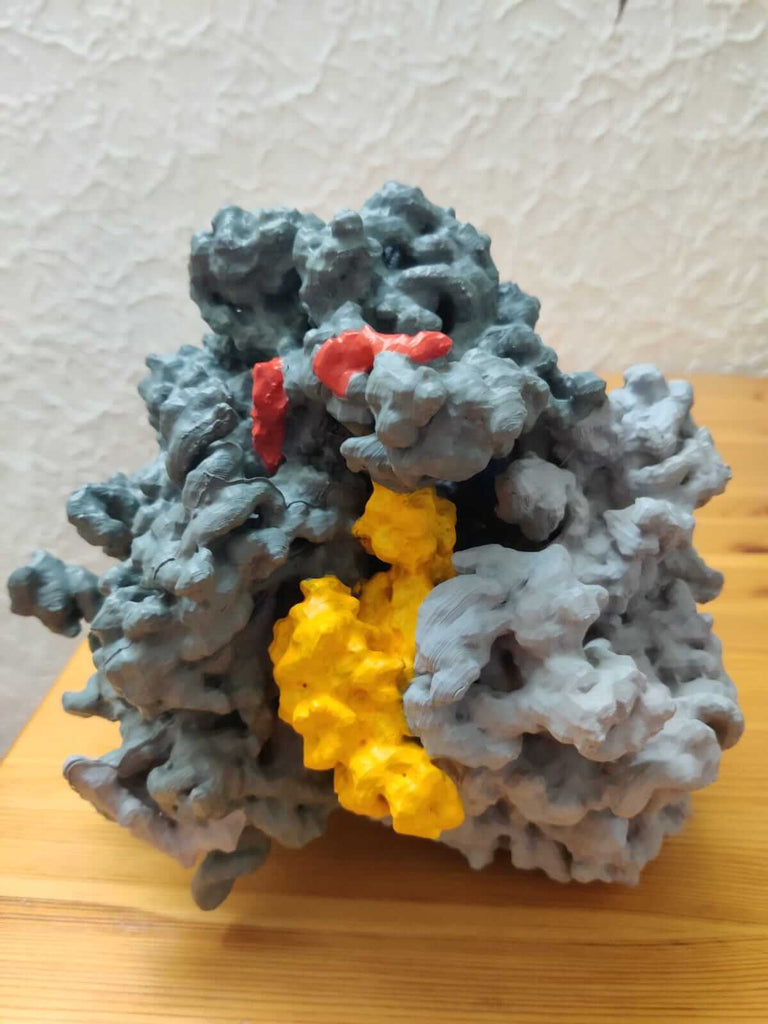 3D Druck Ribosomen in Farbe