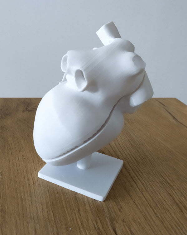 3D Druck Anatomisches Herz in Weiß
